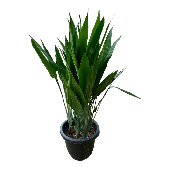 Dracaena Thalioides (1m)