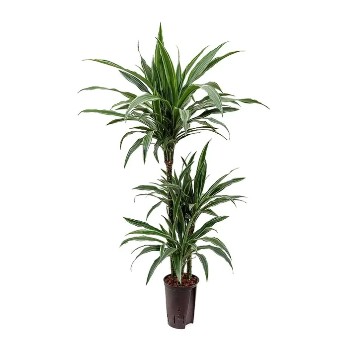 Dracaena Warneckii – Multi Stem – HydroCare