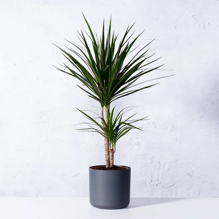Drachenbaum ‚Marginata‘