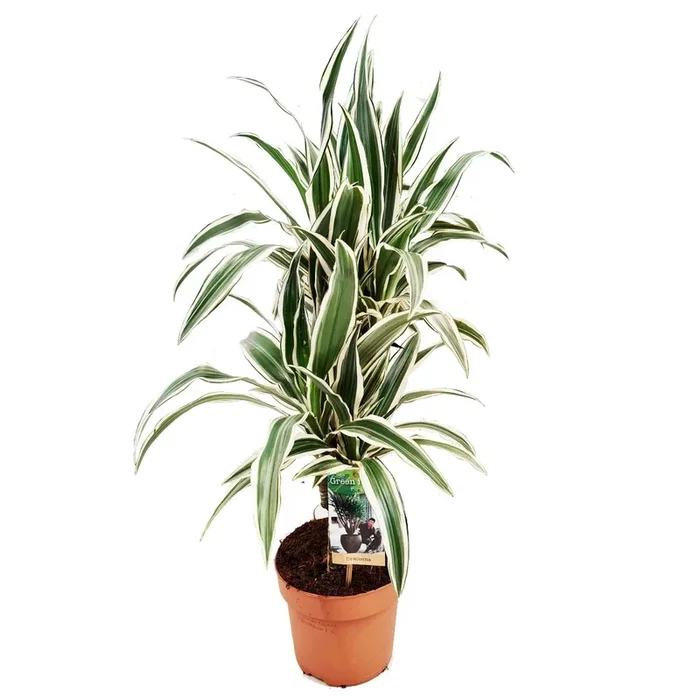 Dragon Tree | White Stripe