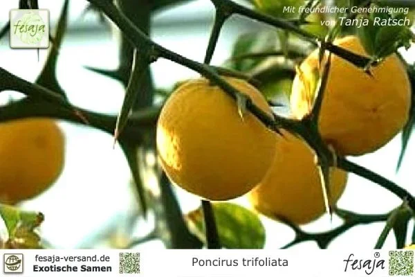 Dreiblättrige Orange, Poncirus trifoliata