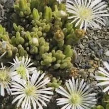 Drosanthemum marinum