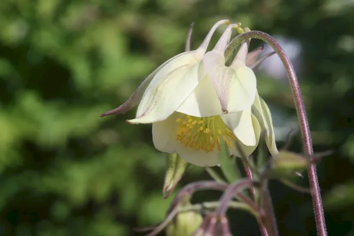 Duft-Akelei, Aquilegia fragrans