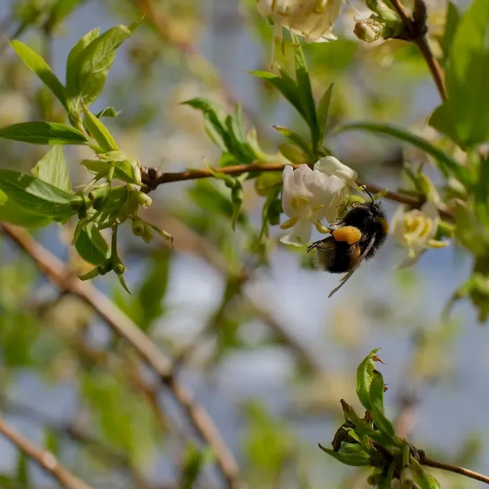 Duft-Heckenkirsche / Winter-Heckenkirsche – Lonicera purpusii