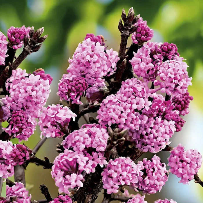 Duft-Schneeball Viburnum x bodnantense Dawn – Bestellnummer 3309100
