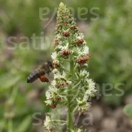 Duftende Reseda ‚Machet‘ – Reseda odorata