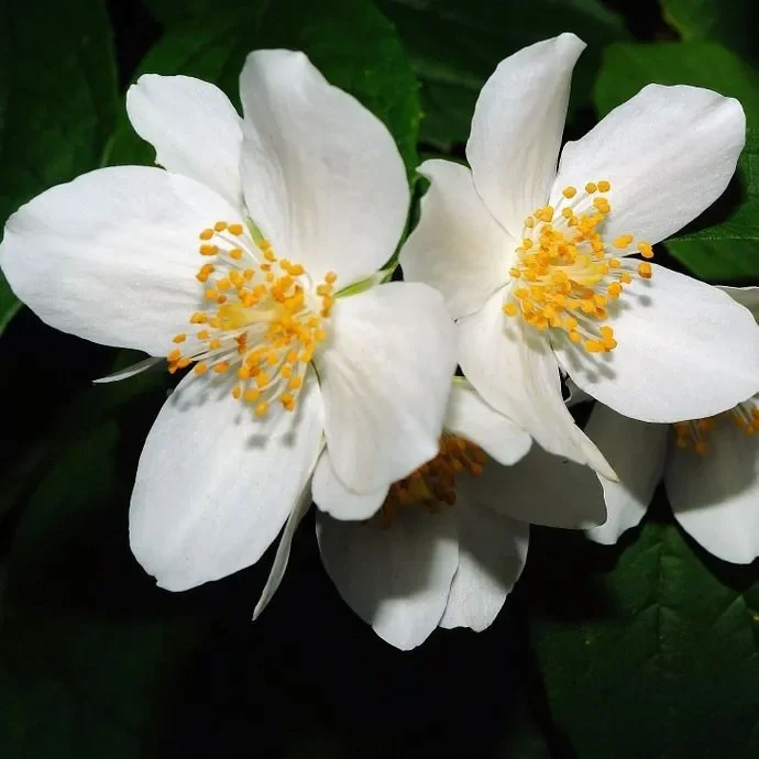 Duftender Bauernjasmin – Philadelphus coronarius