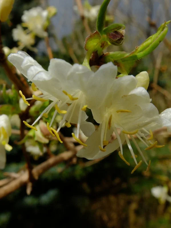 Duftgeissblatt, Winterheckenkirsche – Lonicera x purpusii