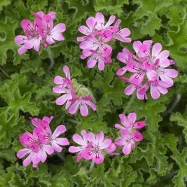 Duftgeranie Pelargonuim Capitatum Rosa