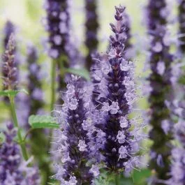 Duftnessel (Agastache foeniculum) Little Adder