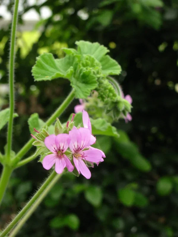 Duftpelargonie `Purple Unique´ – Pelargonium x capitatum