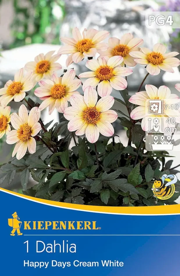 Dunkellaubige Beetdahlie Happy Days Creamwhite