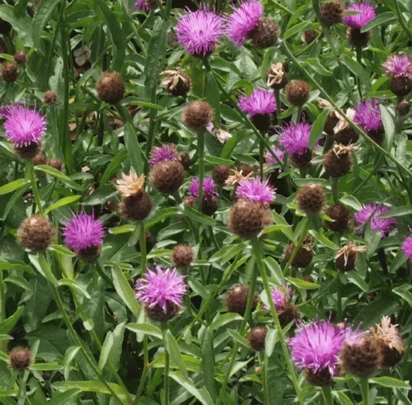 Dunkle Flockenblume (Centaurea nigra) „Bio“