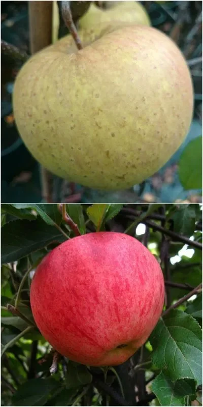 Duo Apfel ‚Elstar + Golden Delicious Buschbaum – Zwei Sorten auf einem Stamm
