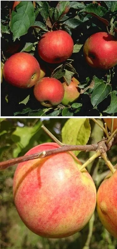 Duo-Apfel Idared/Geh. Oldenburg