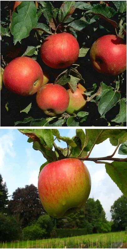 Duo-Apfel Idared/Juwel v. Kirchwerder