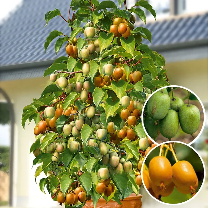 Duo Kiwi-Tower Bestellnummer 4400712