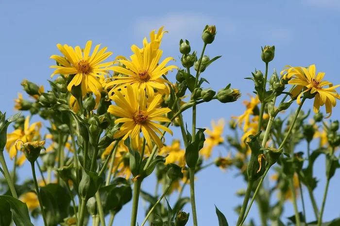 Durchwachsene Silphie, Silphium perfoliatum