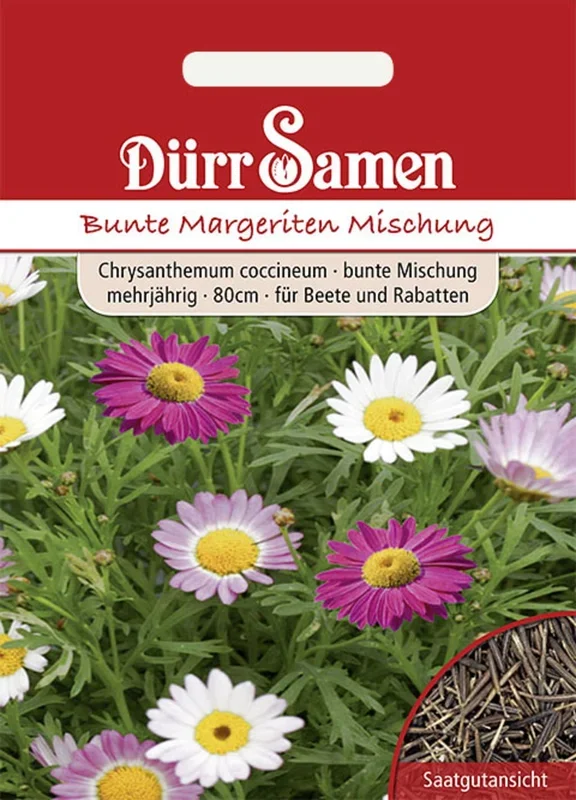 Dürr Samen Bunte Margeriten