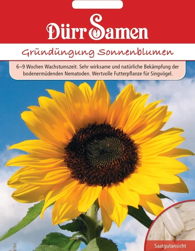 Dürr Samen Gründüngung Sonnenblumen , 50 g