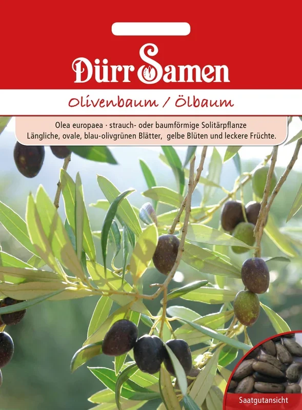 Dürr Samen Olivenbaum