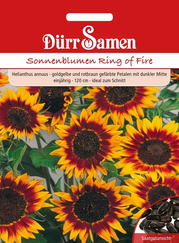 Dürr Samen Sonnenblume Ring of Fire