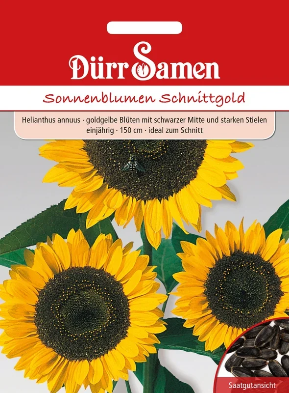 Dürr Samen Sonnenblume Schnittgold