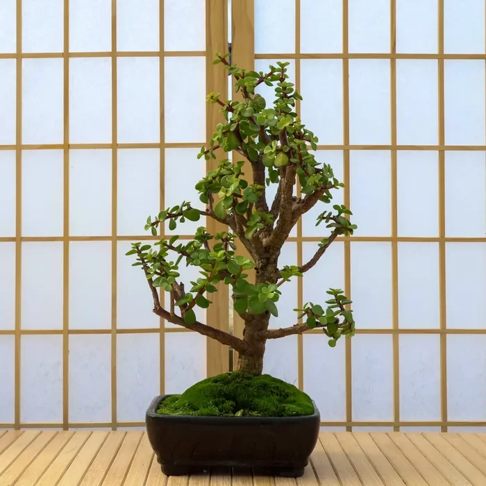 Dwarf Jade – 33