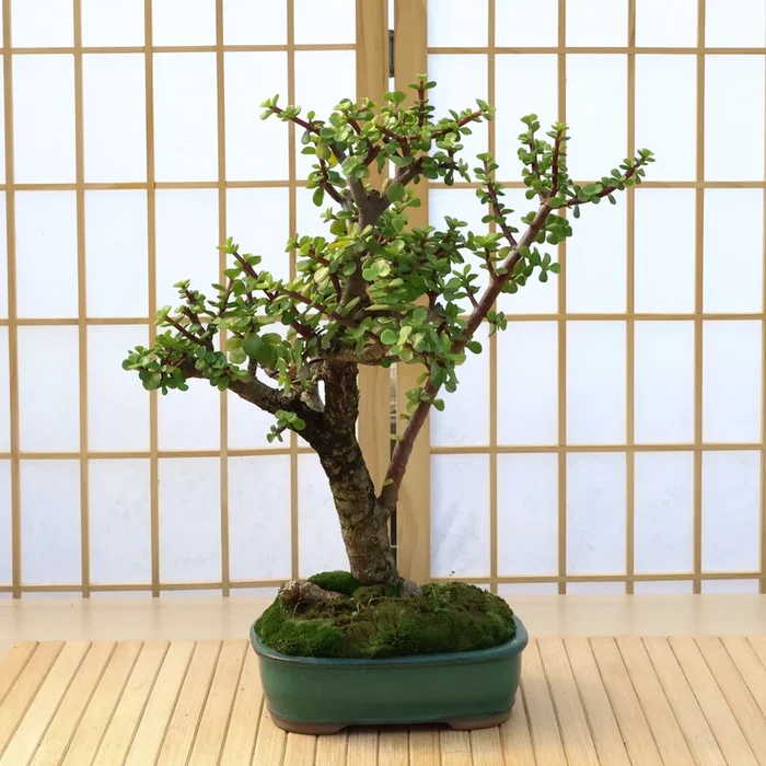 Dwarf Jade – 36