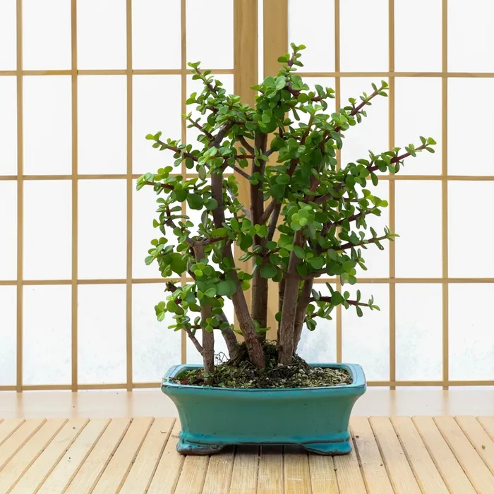 Dwarf Jade Forest – 02