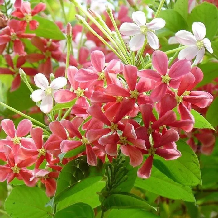 Dwarf Varitey Rangoon Creeper – Madhumalati Flower Plant