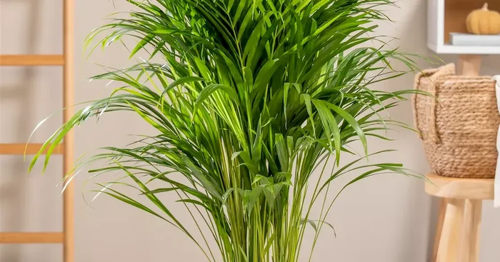 Dypsis lutescens