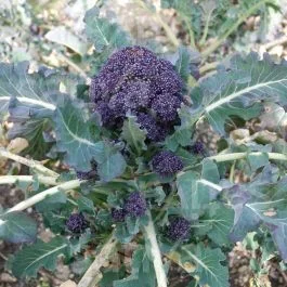 Early Purple Sprouting – Sprossenbrokkoli