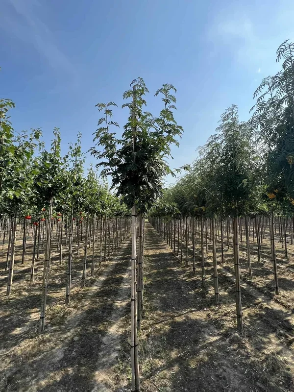 Eberesche ‚Belmonte‘