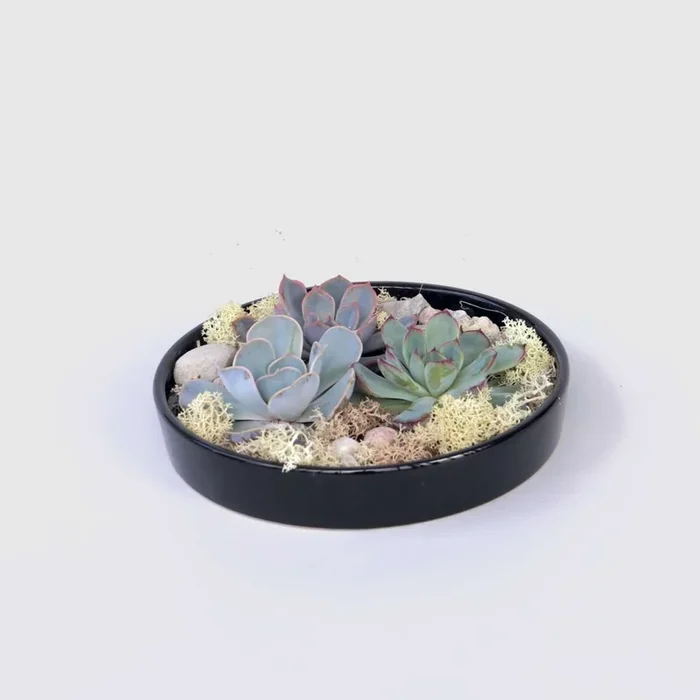 Echeveria – succulents on a decorative scale – Black