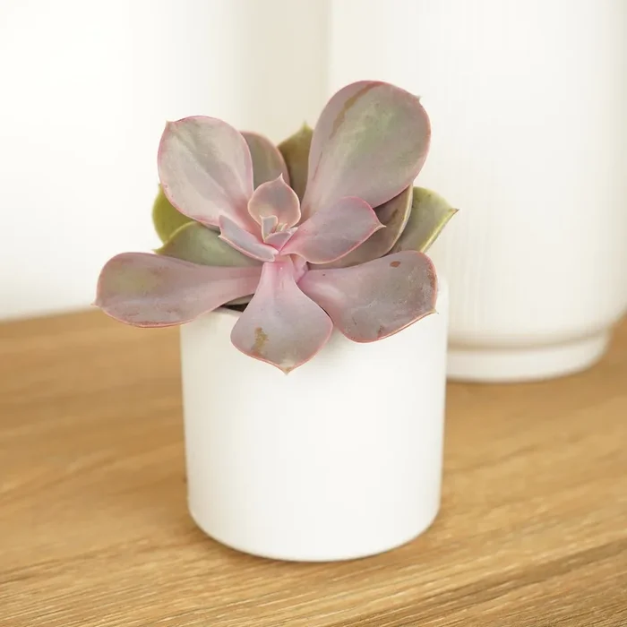 Echeveria | Penelope