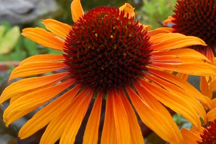 Echinacea ‚Flame Thrower‘ (Scheinsonnenhut)