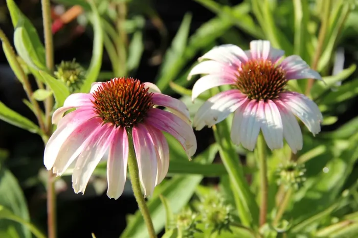 Echinacea ‚Fountain Pink Eye‘ (Scheinsonnenhut)