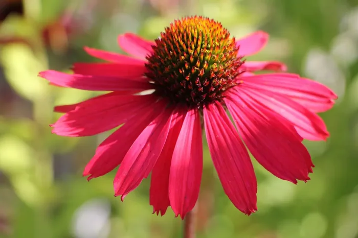 Echinacea ‚Glowing Dream‘ ® (Scheinsonnenhut)