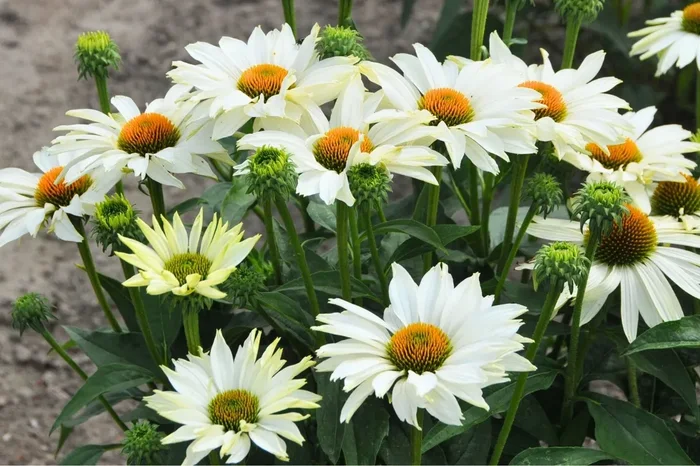 Echinacea ‚JS Ivo’s Poem’® (Scheinsonnenhut)