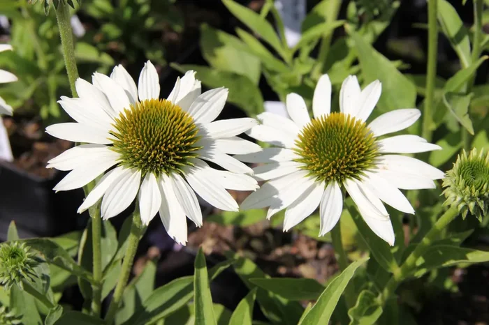 Echinacea ‚Kismet® White‘ (Scheinsonnenhut)