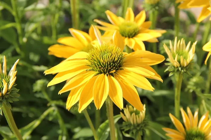 Echinacea ‚Leilani‘ (Scheinsonnenhut)
