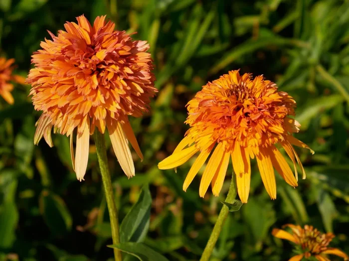 Echinacea ‚Marmalade‘ ® (Scheinsonnenhut)