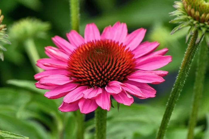 Echinacea ‚SunMagic Vintage Pink‘ ® (Scheinsonnenhut)