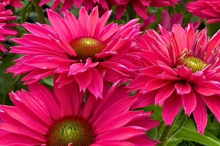 Echinacea ‚SunSeekers Sweet Fuchsia‘ ® (Scheinsonnenhut)