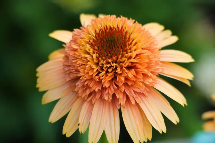 Echinacea ‚Supreme Cantaloupe‘ ® (Scheinsonnenhut)