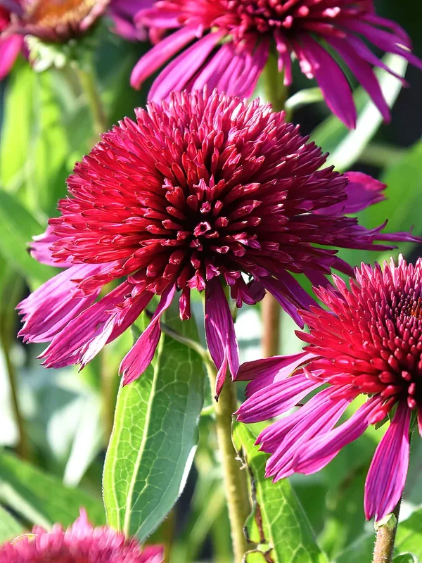 Echinacea Blueberry Cheesecake (Sonnenhüte)