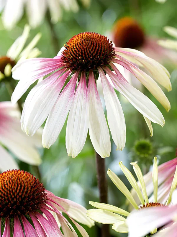 Echinacea Pretty Parasols (Sonnenhüte)