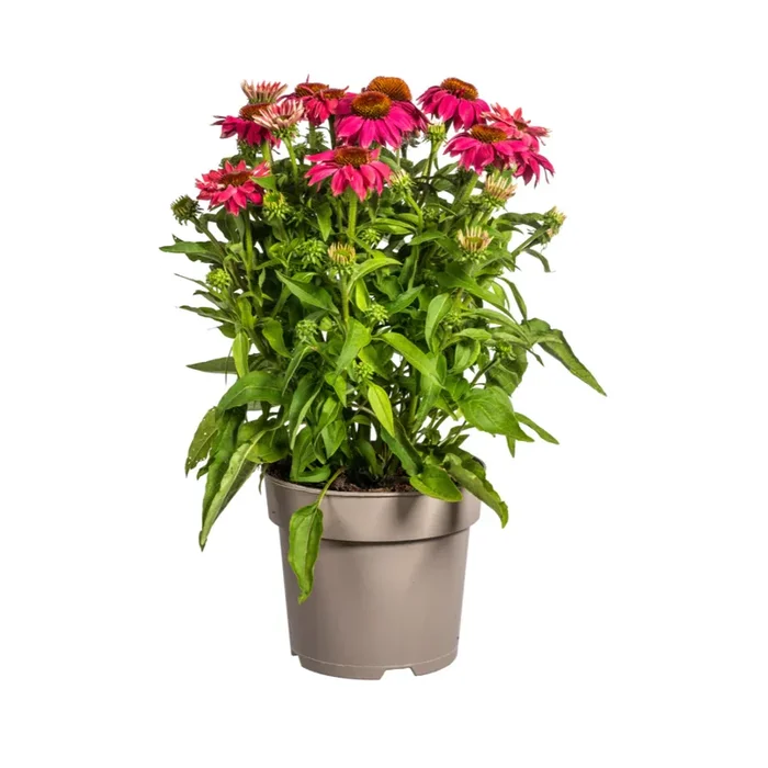 Echinacea purpurea – Purpursonnenhut, Scheinsonnenhut