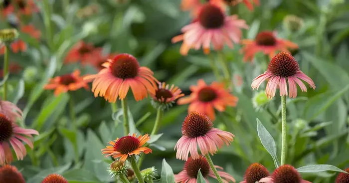 Echinacea purpurea